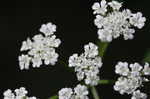 Hedge parsley